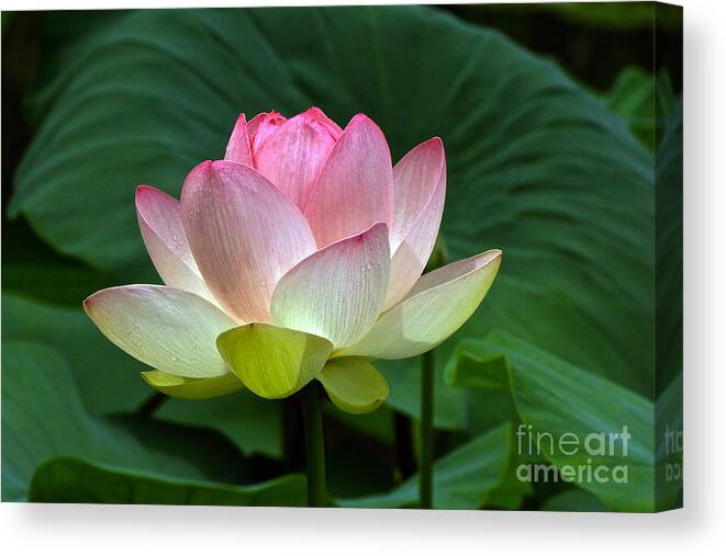 Lotus Hybrid Mrs Perry Slocum Canvas Print featuring the photograph Lotus Light -- view B by Byron Varvarigos