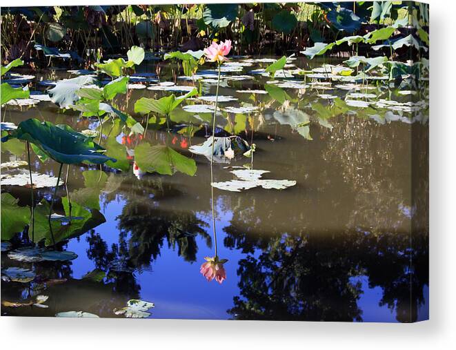 Garden Pond Canvas Print featuring the photograph Lotus Reflection by John Lautermilch