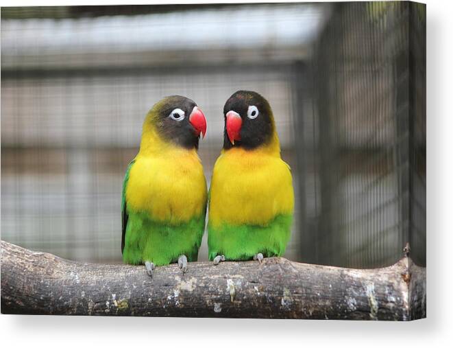 Bird Canvas Print featuring the photograph Love Birds by Kerry Lapcevich