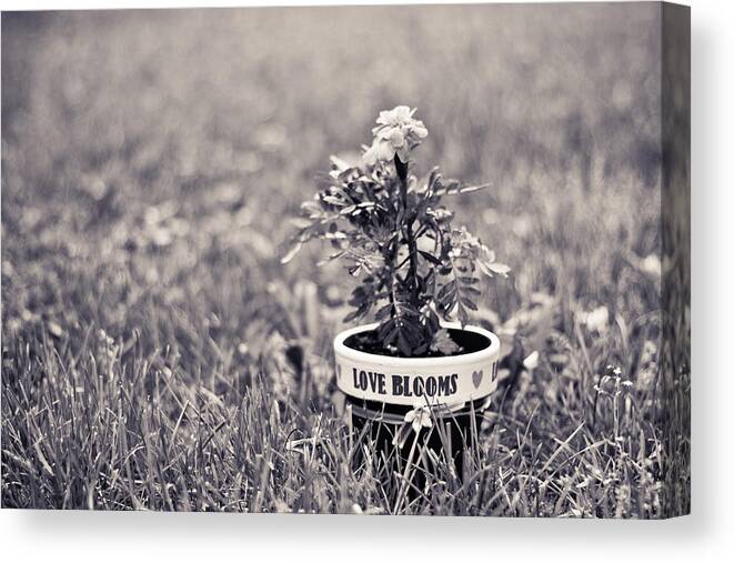 Love Canvas Print featuring the photograph Love Blooms by Sara Frank