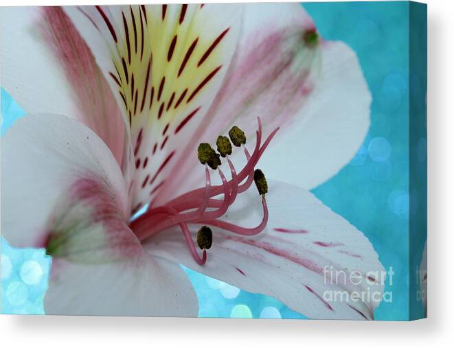 Amaryllis Canvas Print featuring the photograph Love Blossom by Krissy Katsimbras