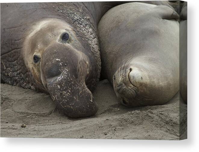 Elephant Seal Canvas Print featuring the photograph Love by Duncan Selby