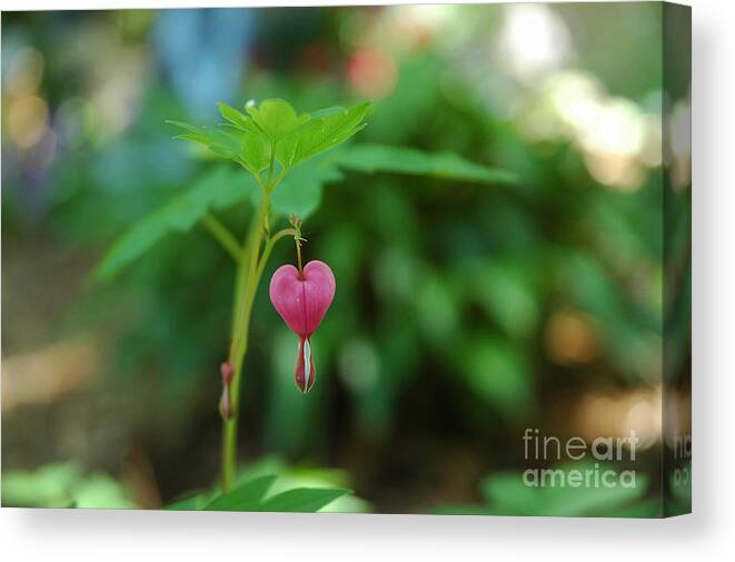 Love Canvas Print featuring the photograph Love Grows by Jennie Stewart