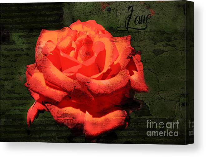 Love Canvas Print featuring the photograph Love n Rose by Mindy Bench