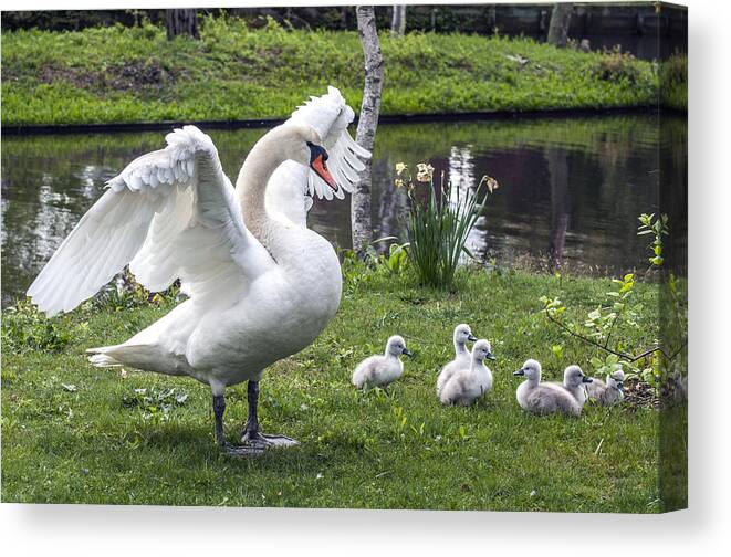Swan Canvas Print featuring the photograph Love You This Much by Cathy Kovarik