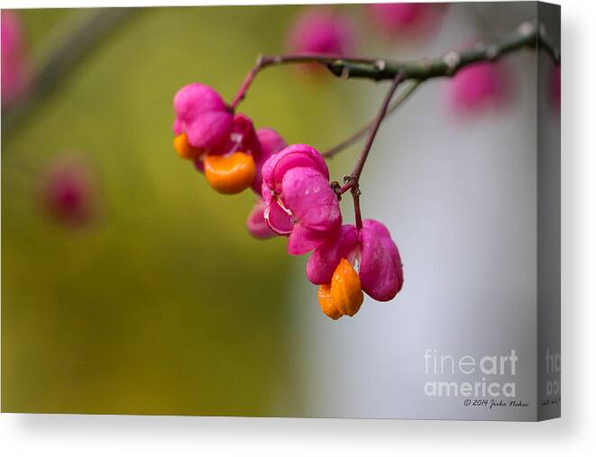 Bulgaria Canvas Print featuring the photograph Lovely colors - European spindle flower seeds by Jivko Nakev