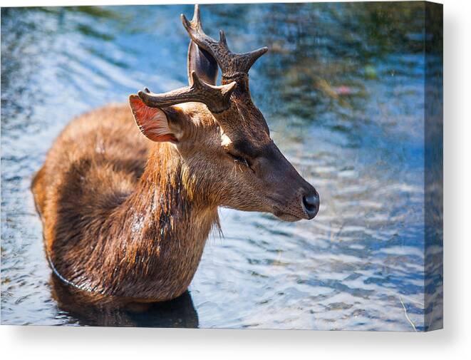 Nature Canvas Print featuring the photograph Lovely Time in Water 2. Male Deer in the Pampelmousse Botanical Garden. Mauritius by Jenny Rainbow