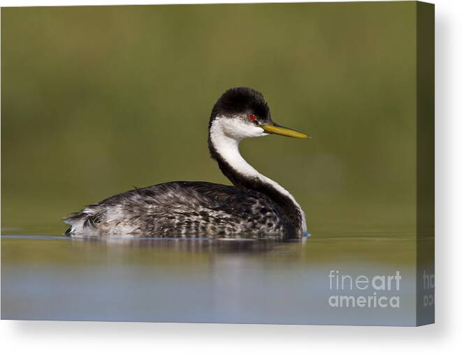 Western Grebe Canvas Print featuring the photograph Low angle Western Grebe by Bryan Keil