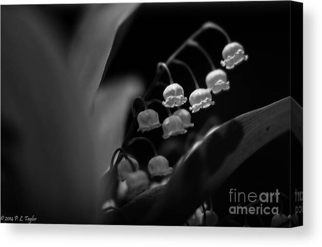 Floral Canvas Print featuring the photograph Lulu Bells by Pamela Taylor