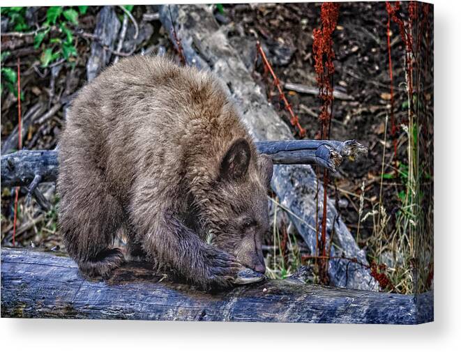 Wildlife Canvas Print featuring the photograph Lunch Break by Jim Thompson