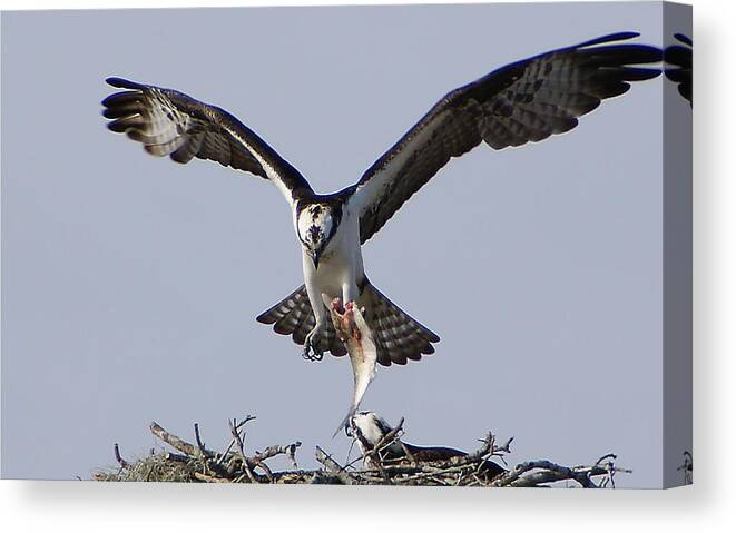 Osprey Canvas Print featuring the photograph Lunch Time by Chauncy Holmes