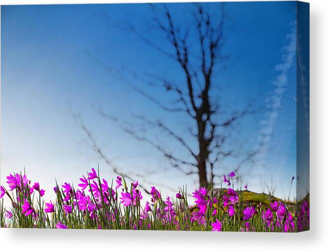 Tom Mccall Preserve Canvas Print featuring the photograph Grass Widows in bloom by Kunal Mehra