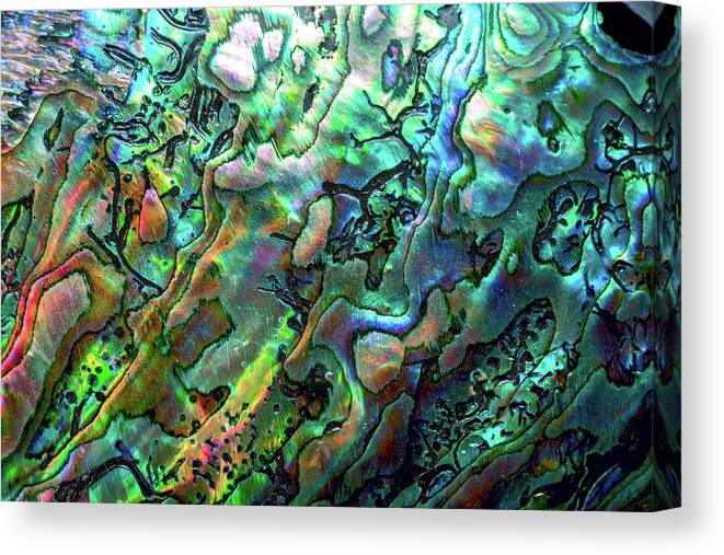 Mollusk Canvas Print featuring the photograph Luxury Background Of Blue Abalone Pearl by Elen11