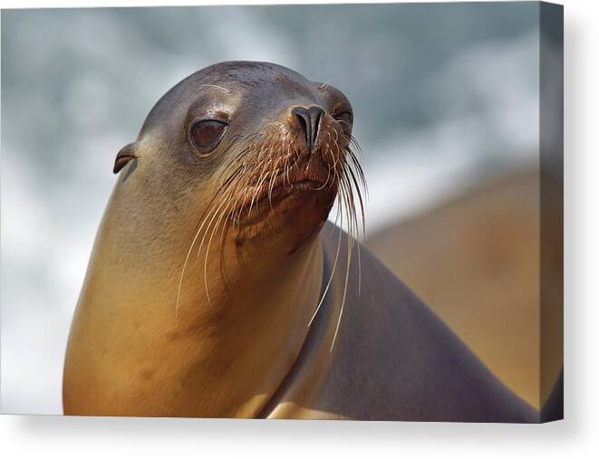 Sea Lion Canvas Print featuring the photograph Lyin' at the Sea by Leda Robertson