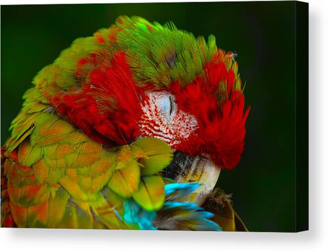 Parrot Canvas Print featuring the photograph Mac-awwww by Gary Holmes