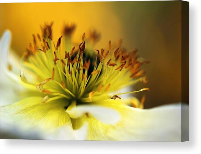 Flower Canvas Print featuring the photograph Macro by Luisa Azzolini