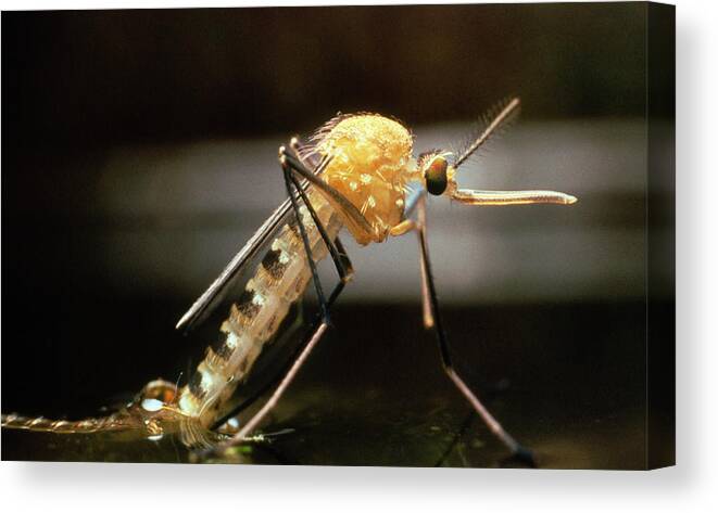 Culex Pipiens Canvas Print featuring the photograph Macro-photo Of A Newly Emerged Female Mosquito by Martin Dohrn/science Photo Library