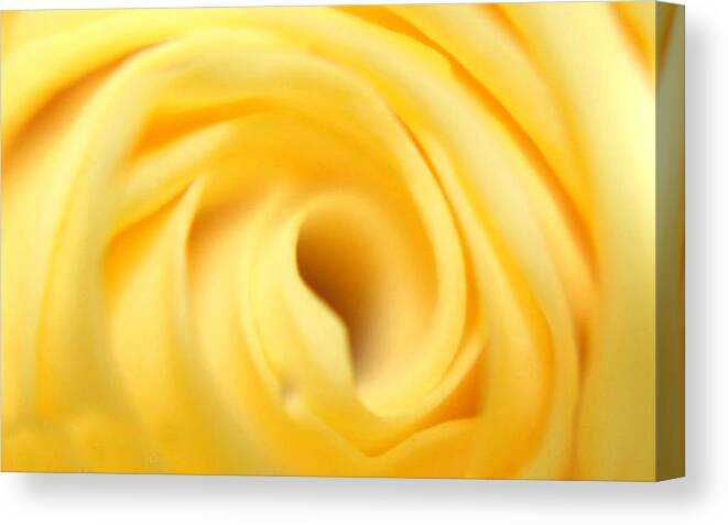 Macro Yellow Rose Canvas Print featuring the photograph Macro Yellow Rose by Femina Photo Art By Maggie