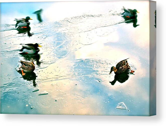 Diving Ducks Canvas Print featuring the photograph Madcap Ducks by HweeYen Ong