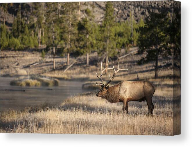 Big Game Canvas Print featuring the photograph Madison River Elk by D Robert Franz