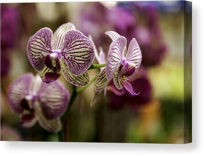 Magenta And Cream Orchid Blooms Canvas Print featuring the photograph Magenta and Cream Orchid Blooms by Lynn Palmer