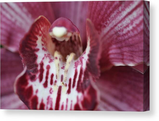 Magenta Canvas Print featuring the photograph Magenta Beauty by Sue Morris