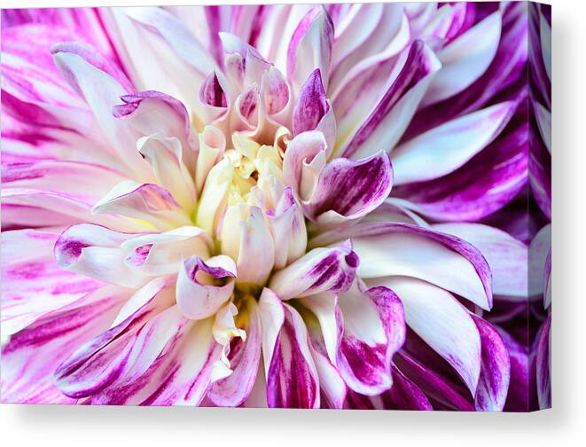 Dahlia Canvas Print featuring the photograph Magenta Dahlia by Georgette Grossman