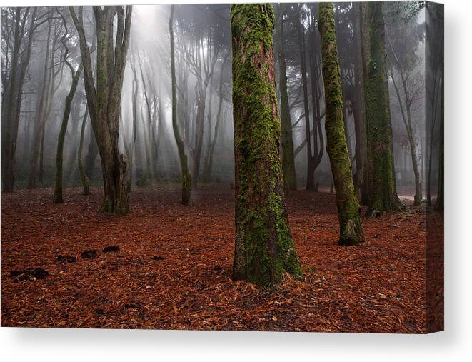 Light Canvas Print featuring the photograph Magic light by Jorge Maia