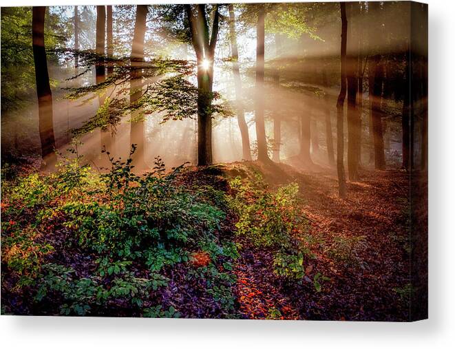 Rays Canvas Print featuring the photograph Magical Forest by Peter Bijsterveld