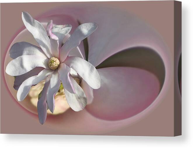 Flowers Canvas Print featuring the photograph Magnolia Blossom Series 707 by Jim Baker