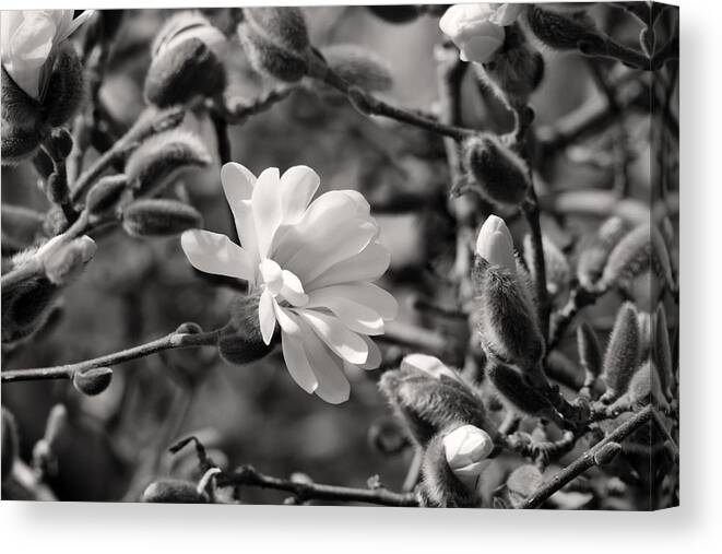 Magnolia Canvas Print featuring the photograph Magnolia first bloom by Pierre Leclerc Photography