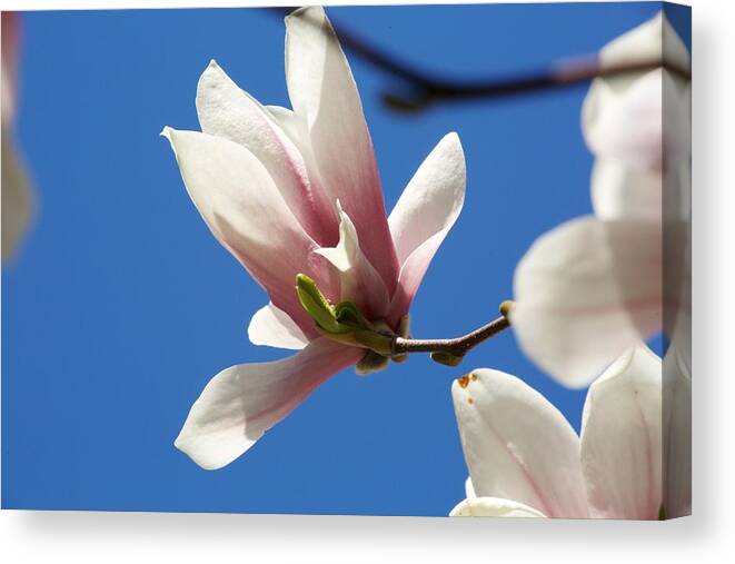 Magnolia Canvas Print featuring the photograph Magnolia Flower by Allan Morrison