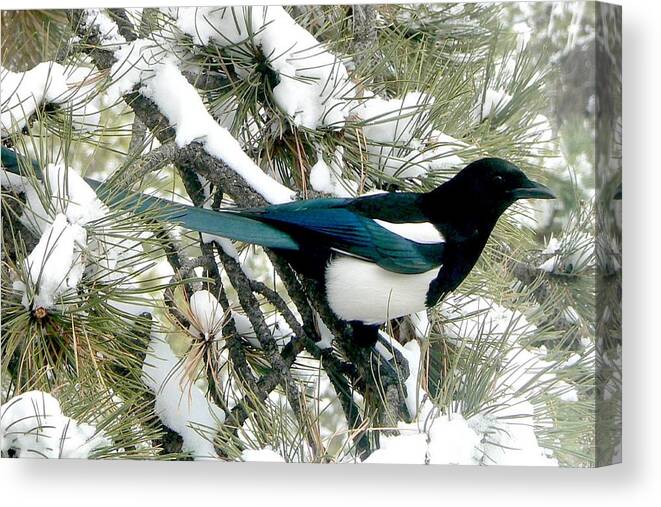 Colorado Canvas Print featuring the photograph Magpie in the Snow by Marilyn Burton