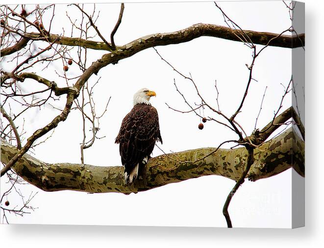 Eagle Canvas Print featuring the photograph The Majestic by Trina Ansel