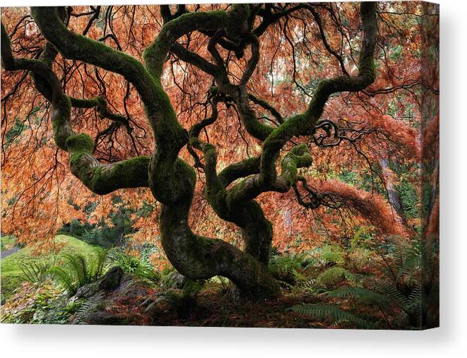 Scenics Canvas Print featuring the photograph Majestic Japanese Maple with vibrant colors by Justinreznick