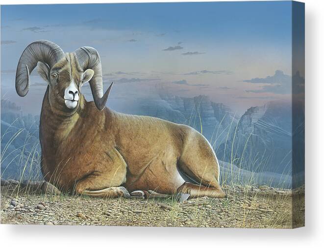 Bighorn Sheep Canvas Print featuring the painting Majestic by Mike Brown