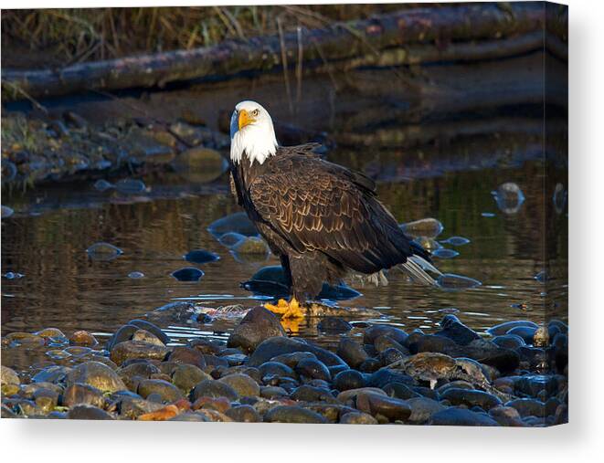 Bald Eagle Canvas Print featuring the photograph Majestic by Shari Sommerfeld