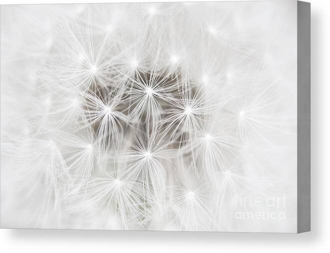 Dandelion Canvas Print featuring the photograph Make a Wish by Patty Colabuono