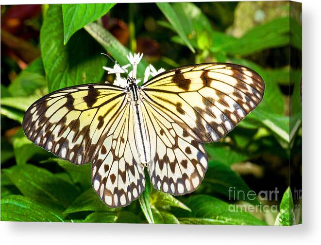 Nature Canvas Print featuring the photograph Malabar Tree Nymph Butterfly by Millard H. Sharp