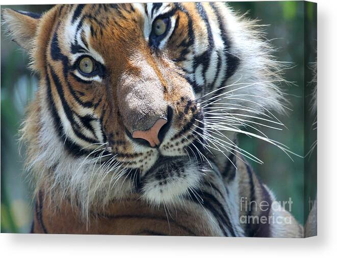 Malayan Tiger Canvas Print featuring the photograph Malayan Tiger by Meg Rousher