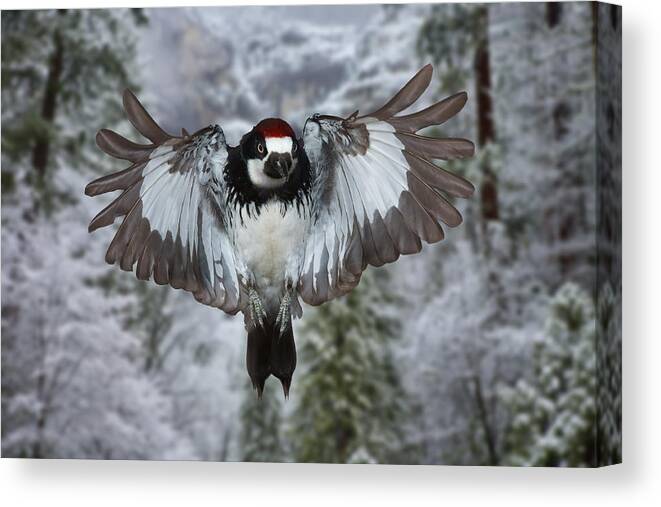 Arizona Canvas Print featuring the photograph Male Acorn Woodpecker by Gregory Scott