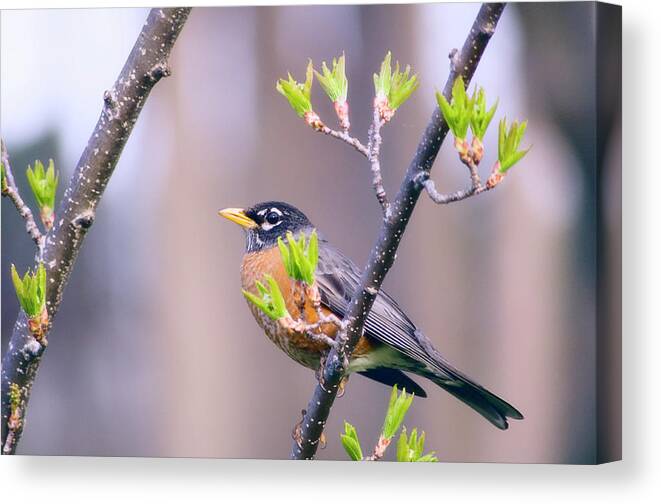 Turdus Migratorius Canvas Print featuring the photograph Male American Robin by Science Photo Library Turdus Migratorius Canvas Print featuring the photograph Male American Robin by Science Photo Library