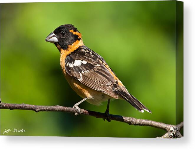 Animal Canvas Print featuring the photograph Male Black Headed Grosbeak in a Tree by Jeff Goulden