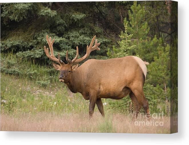 Canadian Rockies Canvas Print featuring the photograph Male Elk in Velvet by Chris Scroggins