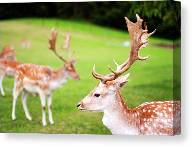 Grass Canvas Print featuring the photograph Male Fallow Deer by © Nadège Torrentgeneros