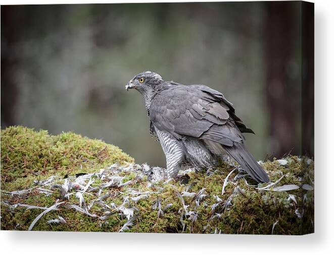 European Canvas Print featuring the photograph Male Goshawk by Andy Astbury