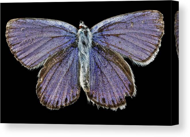 Karner Blue Butterfly Canvas Print featuring the photograph Male Karner Blue Butterfly by Us Geological Survey/science Photo Library