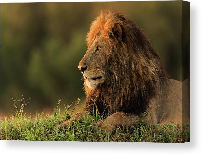 Lion Canvas Print featuring the photograph Male Lion Watching Sunrise In Masai Mara by Massimo Mei