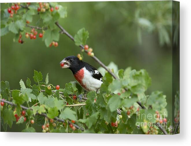 Nature Canvas Print featuring the photograph Male Rose-breasted Grosbeak by Linda Freshwaters Arndt
