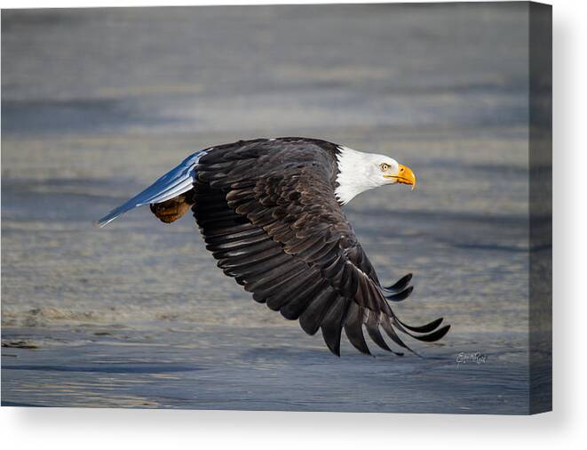 Bald.male Canvas Print featuring the photograph Male wild bald eagle ready to land by Eti Reid